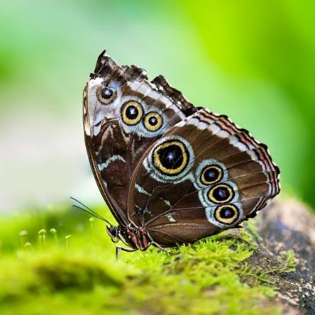 Awakening The Dreamer Workshop in Partnership with Pachamama Alliance